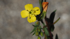 Camissoniopsis ignota