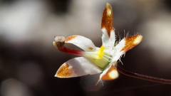 Nemacladus rubescens