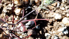 Eriastrum eremicum eremicum