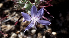 Eriastrum eremicum eremicum