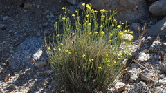 Menodora scabra glabrescens