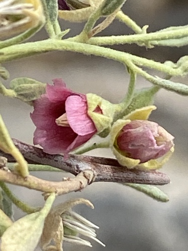 Hermannia helianthemum image
