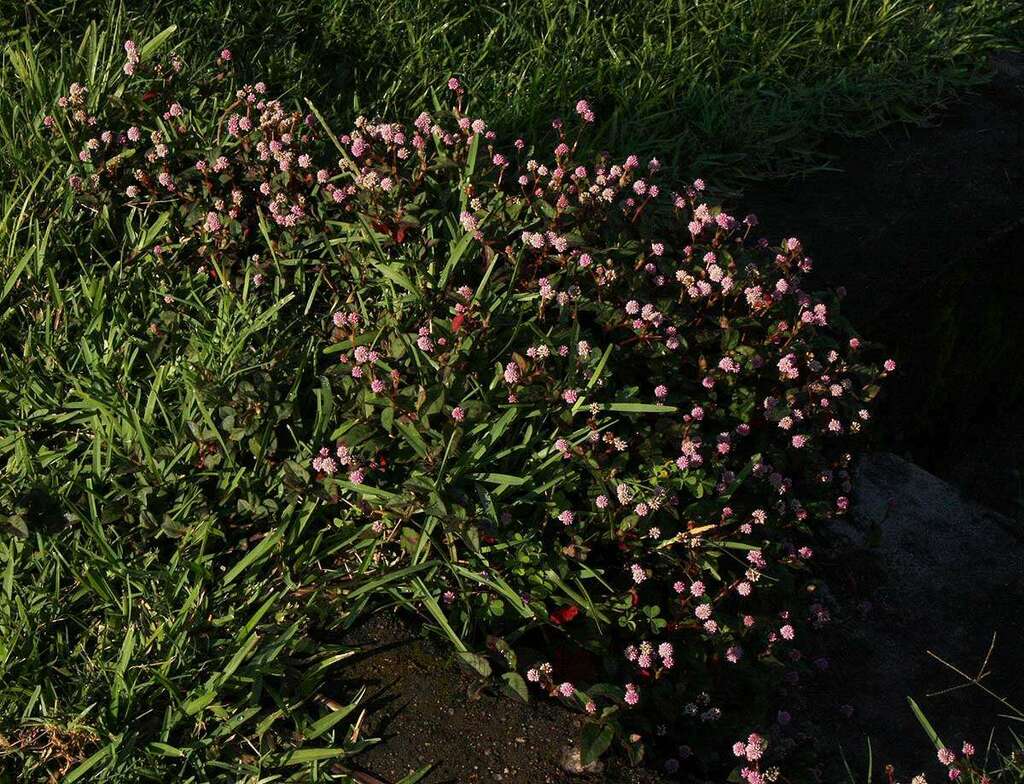 Successor® 600 Herbizid | FMC Agricultural Solutions Deutschland, image size:1024x784