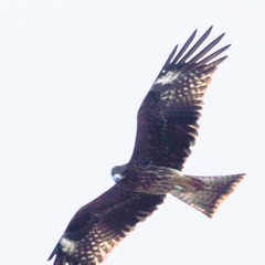 Milvus migrans lineatus