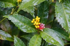 Sarcandra glabra