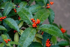 Sarcandra glabra