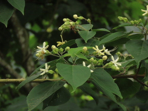 Clerodendrum trichotomum