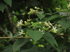 Clerodendrum trichotomum