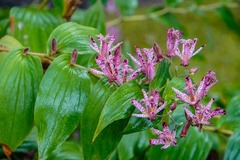 Tricyrtis