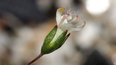 Nemacladus sigmoideus