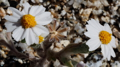 Eriophyllum wallacei rubellum