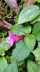 Impatiens napoensis