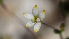 Nemacladus sigmoideus