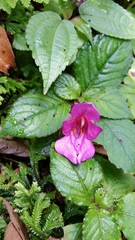 Impatiens napoensis