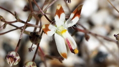 Nemacladus rubescens