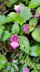 Impatiens napoensis