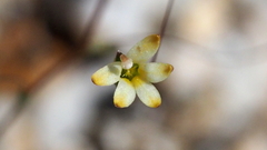 Nemacladus sigmoideus