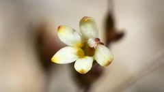 Nemacladus sigmoideus