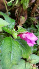 Impatiens napoensis