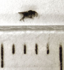 Psyllaephagus pilosus