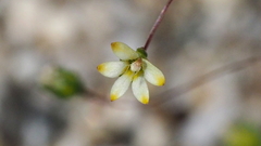 Nemacladus sigmoideus