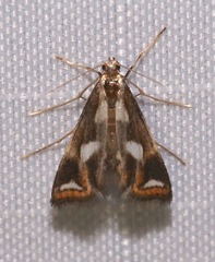 Chrysendeton imitabilis
