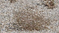 Nemacladus rubescens