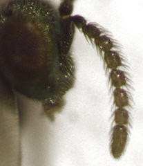 Psyllaephagus pilosus