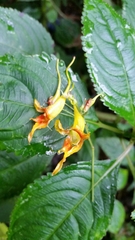 Impatiens stenantha