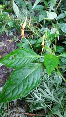 Impatiens stenantha