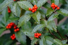 Sarcandra glabra