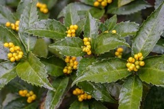 Sarcandra glabra