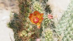 Cylindropuntia wolfii