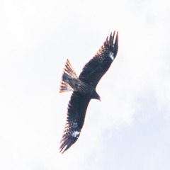 Milvus migrans lineatus