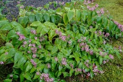 Tricyrtis