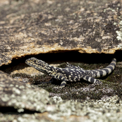 Ornate Crevice-Dragon photo 4