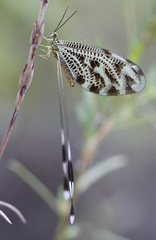 Nemoptera coa