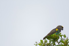 Poicephalus meyeri