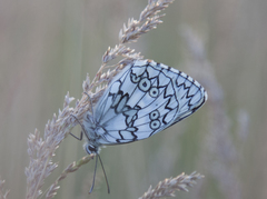 Melanargia russiae