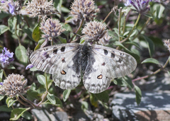 Parnassius phoebus