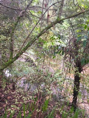 Melicytus ramiflorus ramiflorus