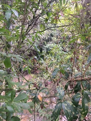 Melicytus ramiflorus ramiflorus