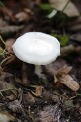 Hygrophorus piceae