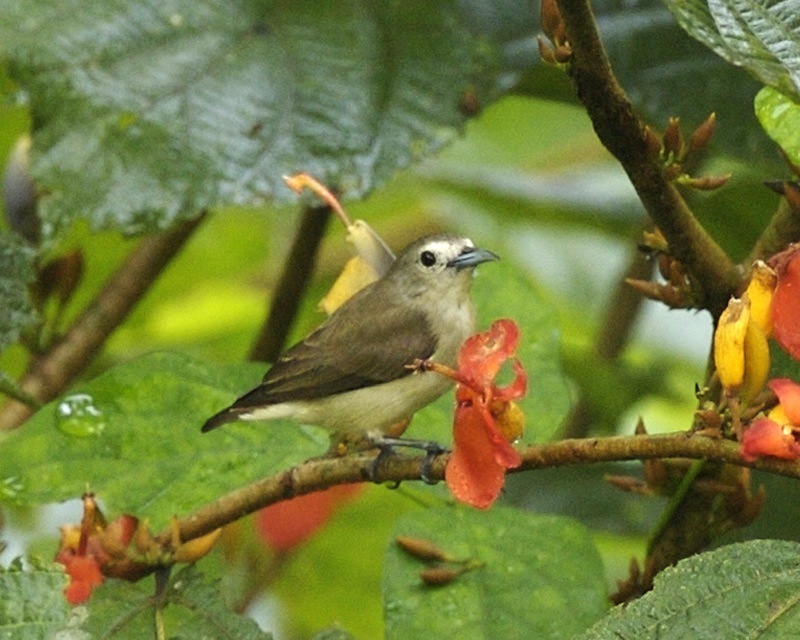 纯色啄花鸟 Nilgiri Flowerpecker (版纳植物园常见鸟类) · iNaturalist