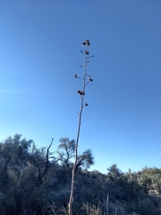 Agave mckelveyana
