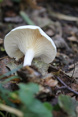 Hygrophorus piceae