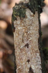 Vuilleminia comedens