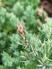 Juniperus rigida conferta