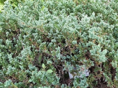 Juniperus rigida conferta