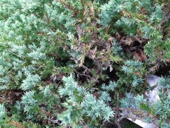 Juniperus rigida conferta